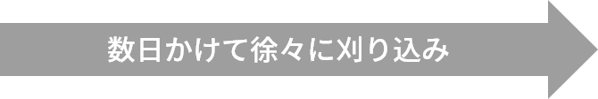 数日かけて徐々に刈り込み